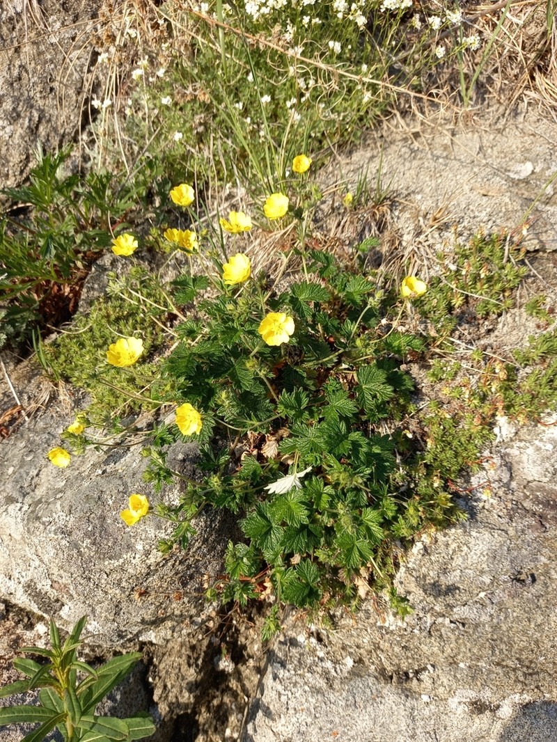 Potentilla rupifraga photo 2
