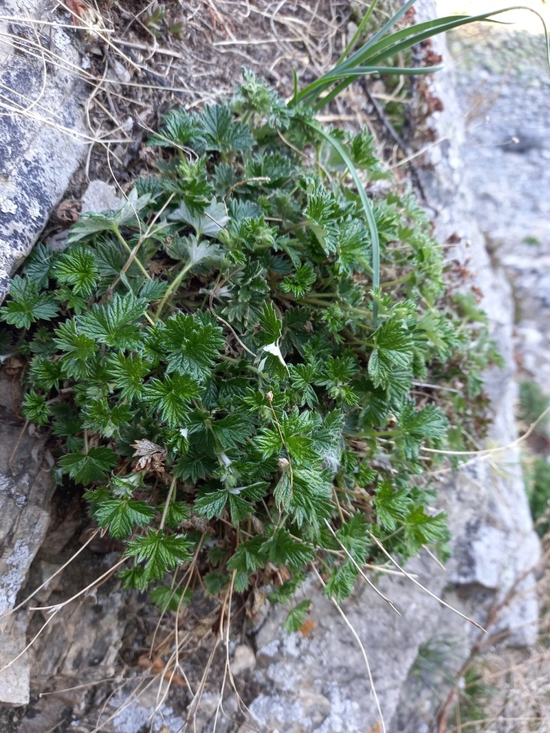 Potentilla rupifraga photo 3