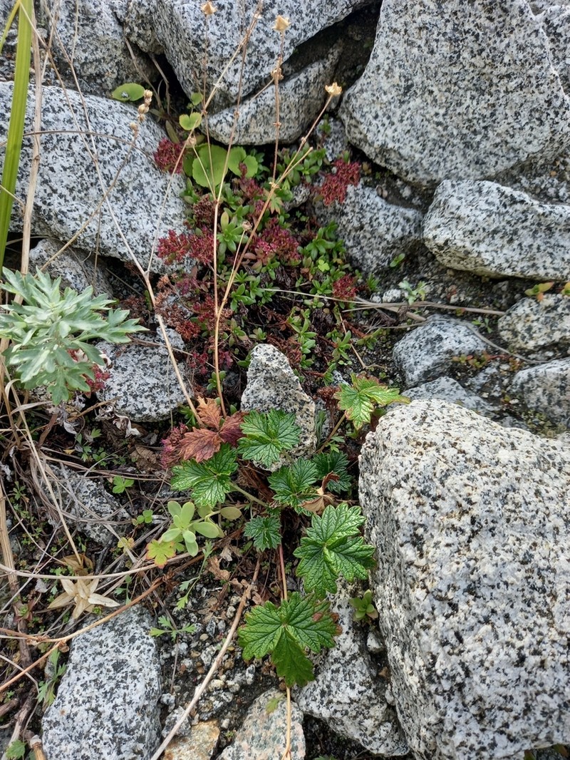 Potentilla rupifraga photo 5