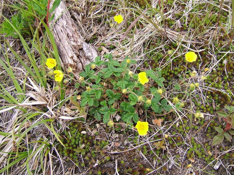 Potentilla rupifraga photo 6
