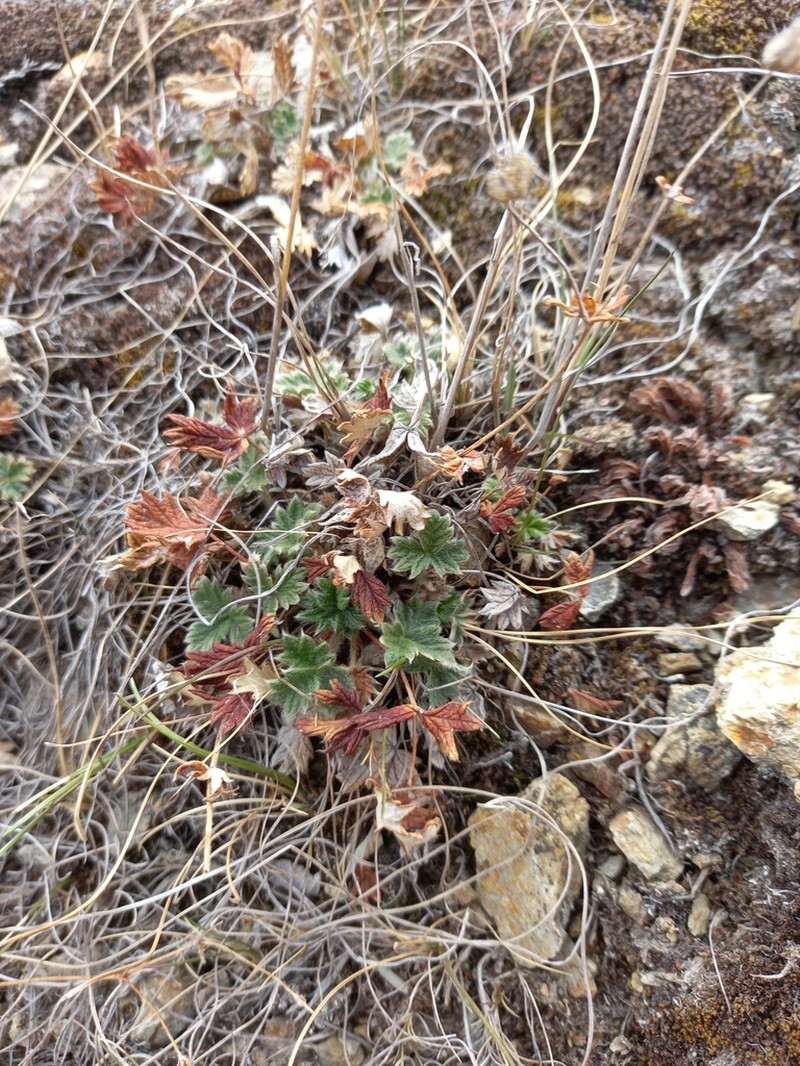 Potentilla rupifraga photo 8