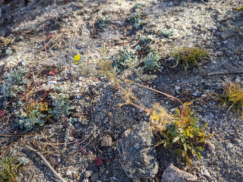 Rock Cinquefoil