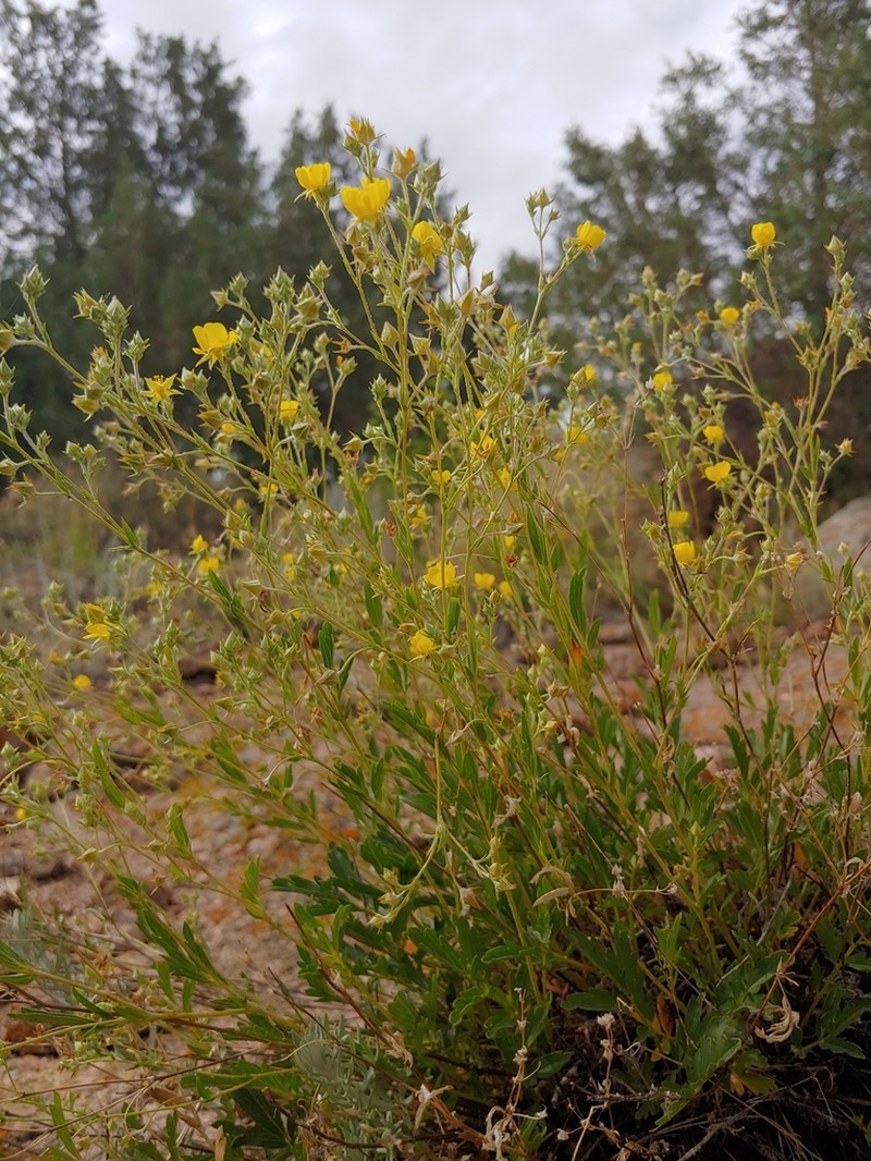 Rock Cinquefoil photo 2