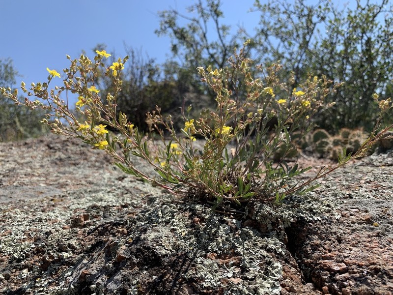 Rock Cinquefoil photo 3
