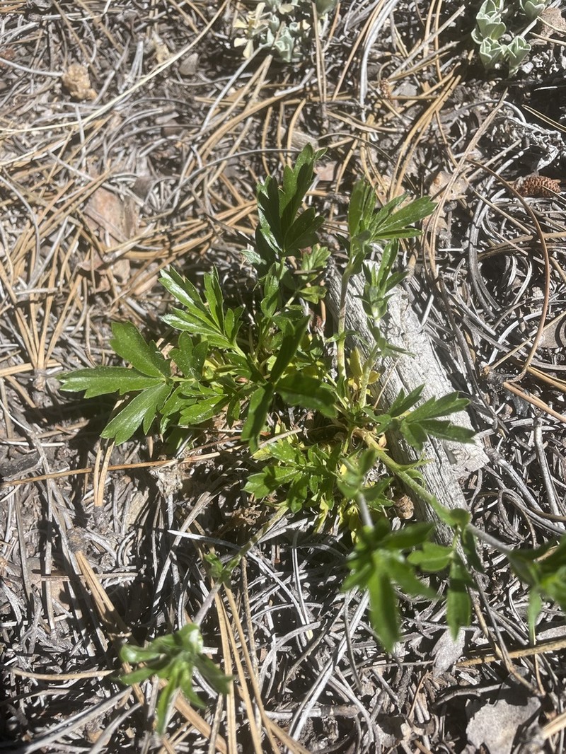 Rock Cinquefoil photo 4