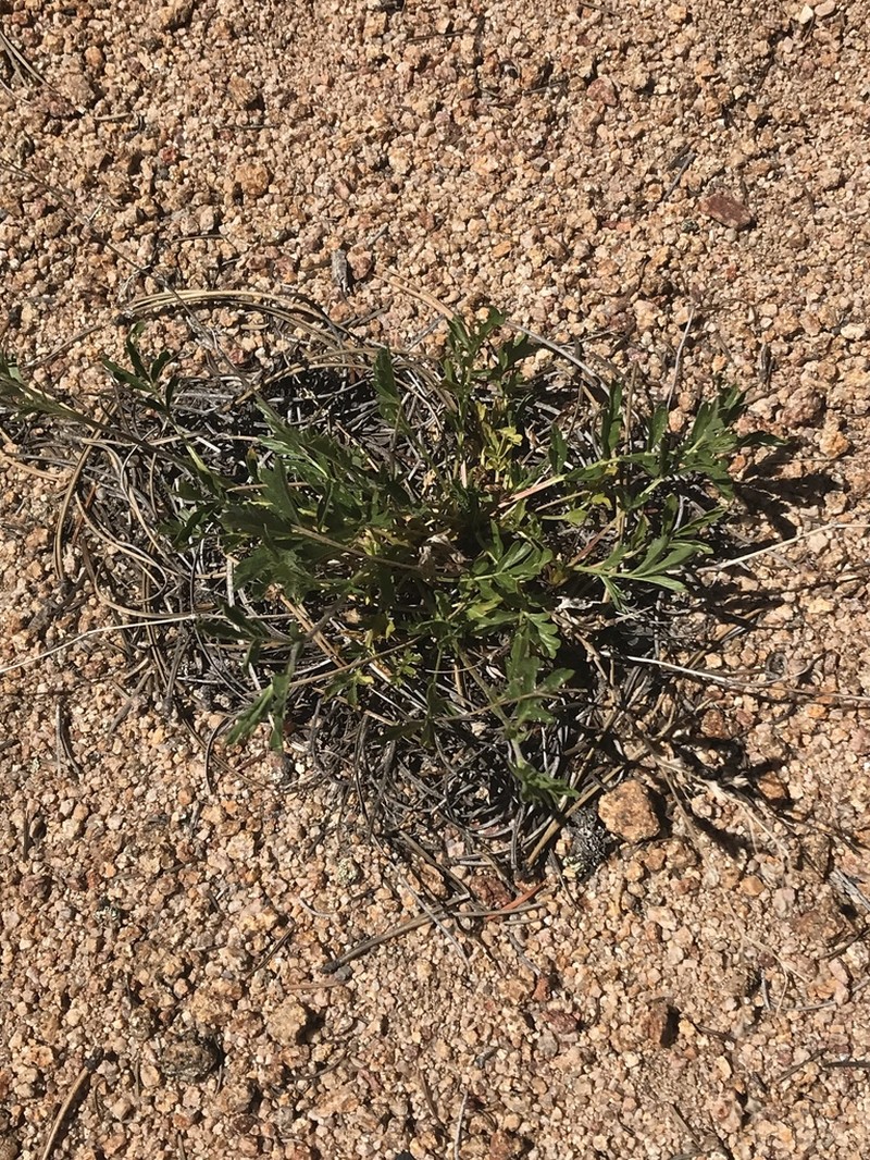Rock Cinquefoil photo 5