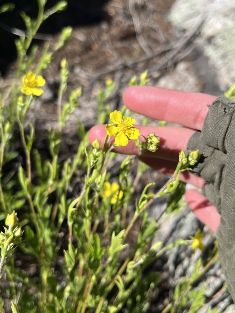 Rock Cinquefoil photo 6