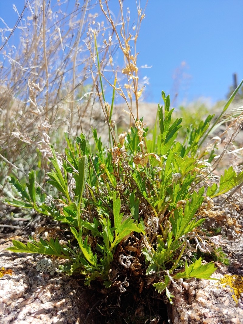 Rock Cinquefoil photo 7