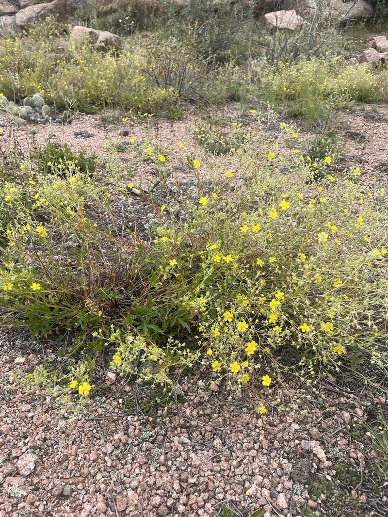 Rock Cinquefoil photo 8