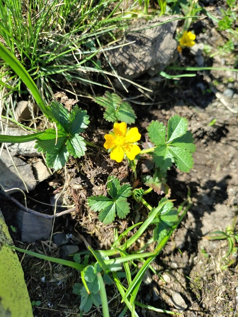 Potentilla ruprechtii