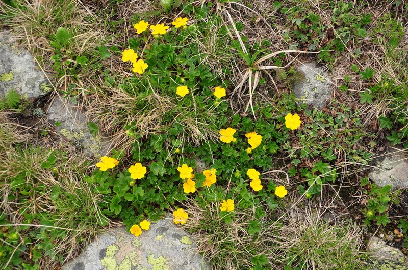 Potentilla ruprechtii photo 2