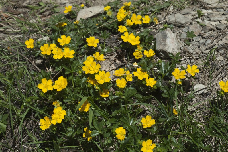 Potentilla ruprechtii photo 3