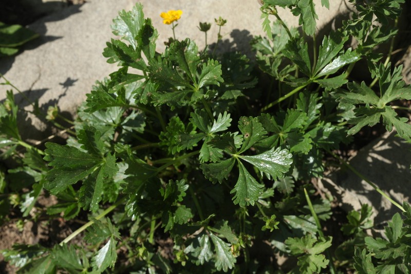 Potentilla ruprechtii photo 4