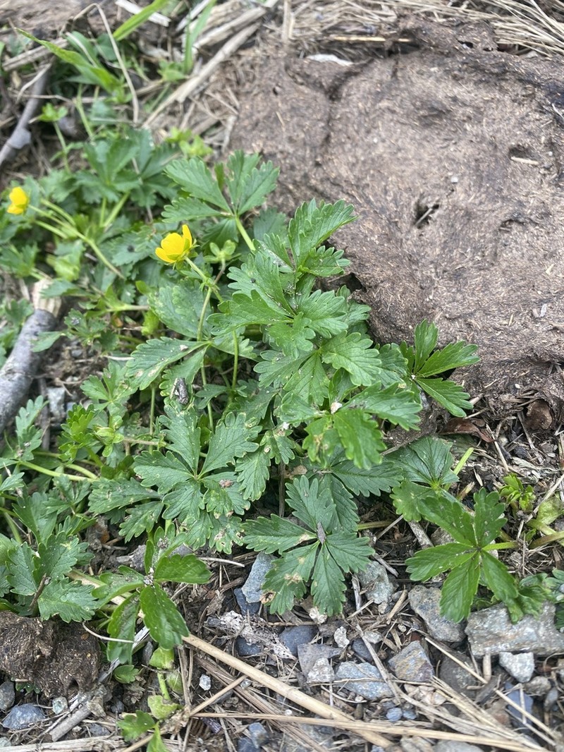 Potentilla ruprechtii photo 5