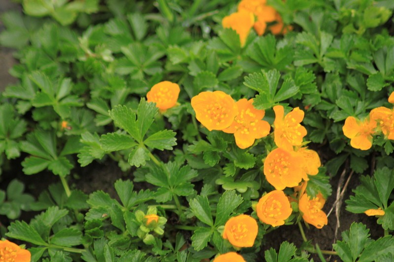 Potentilla ruprechtii photo 6