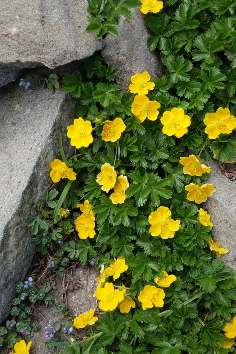 Potentilla ruprechtii photo 7