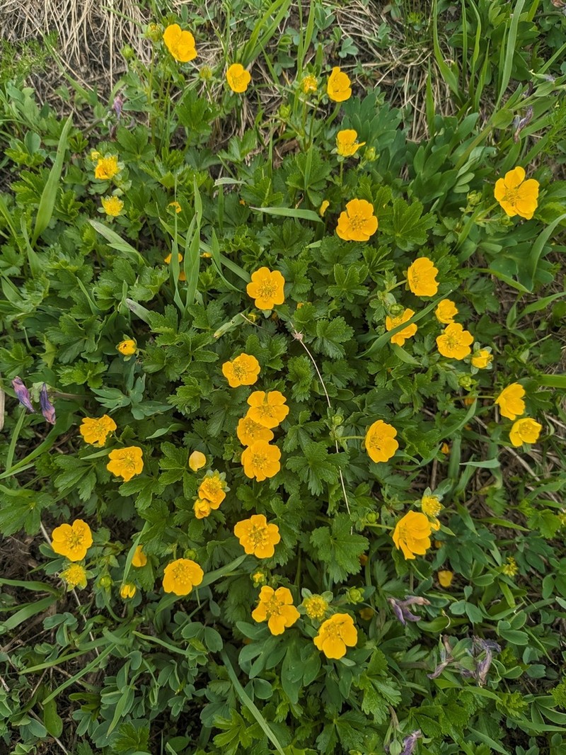 Potentilla ruprechtii photo 8