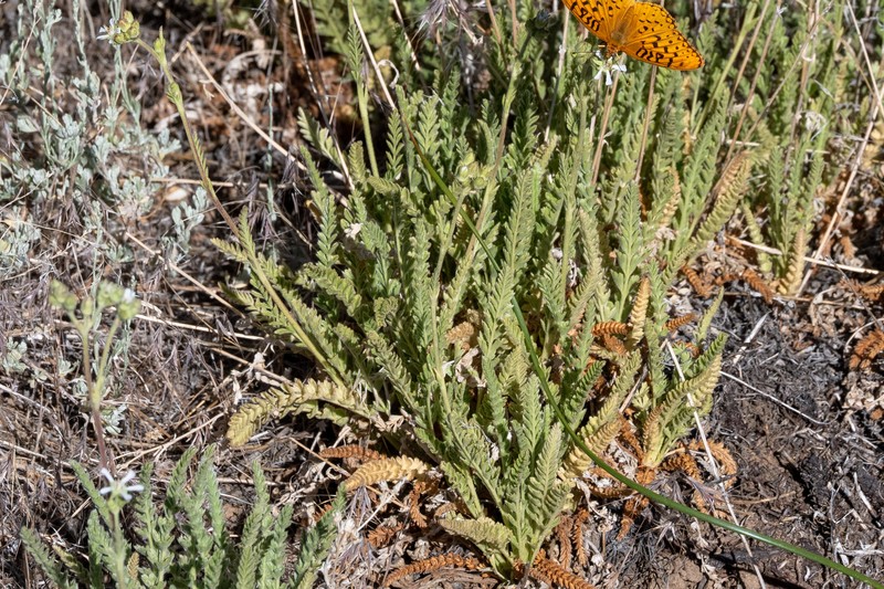 Rydberg's Horkelia