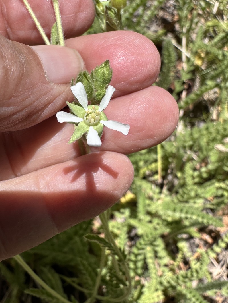 Rydberg's Horkelia photo 2