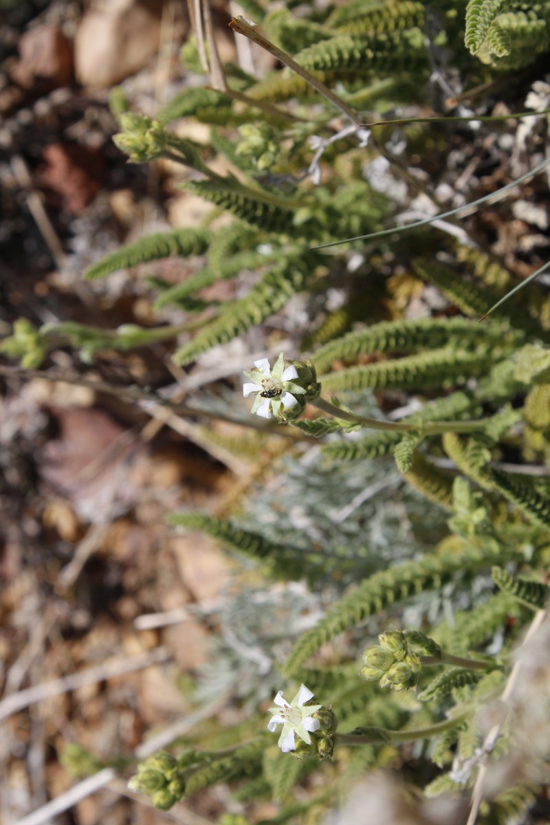 Rydberg's Horkelia photo 5
