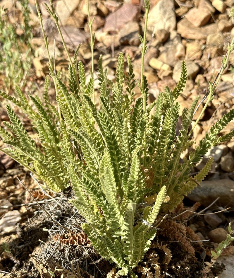 Rydberg's Horkelia photo 7