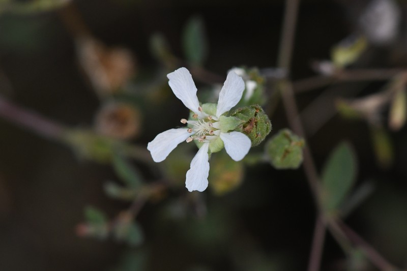 Rydberg's Horkelia photo 8