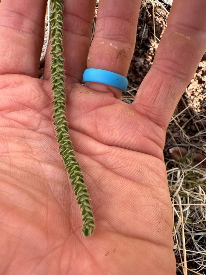 Intermountain Mousetail