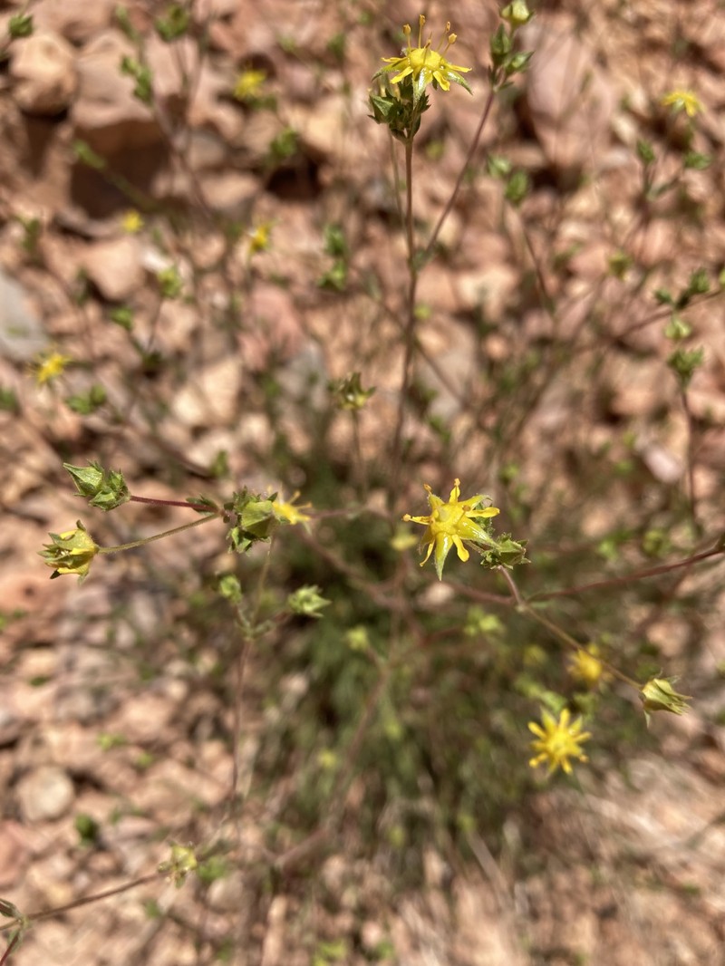 Intermountain Mousetail photo 2
