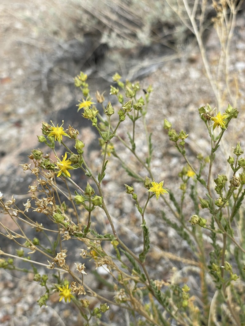 Intermountain Mousetail photo 3
