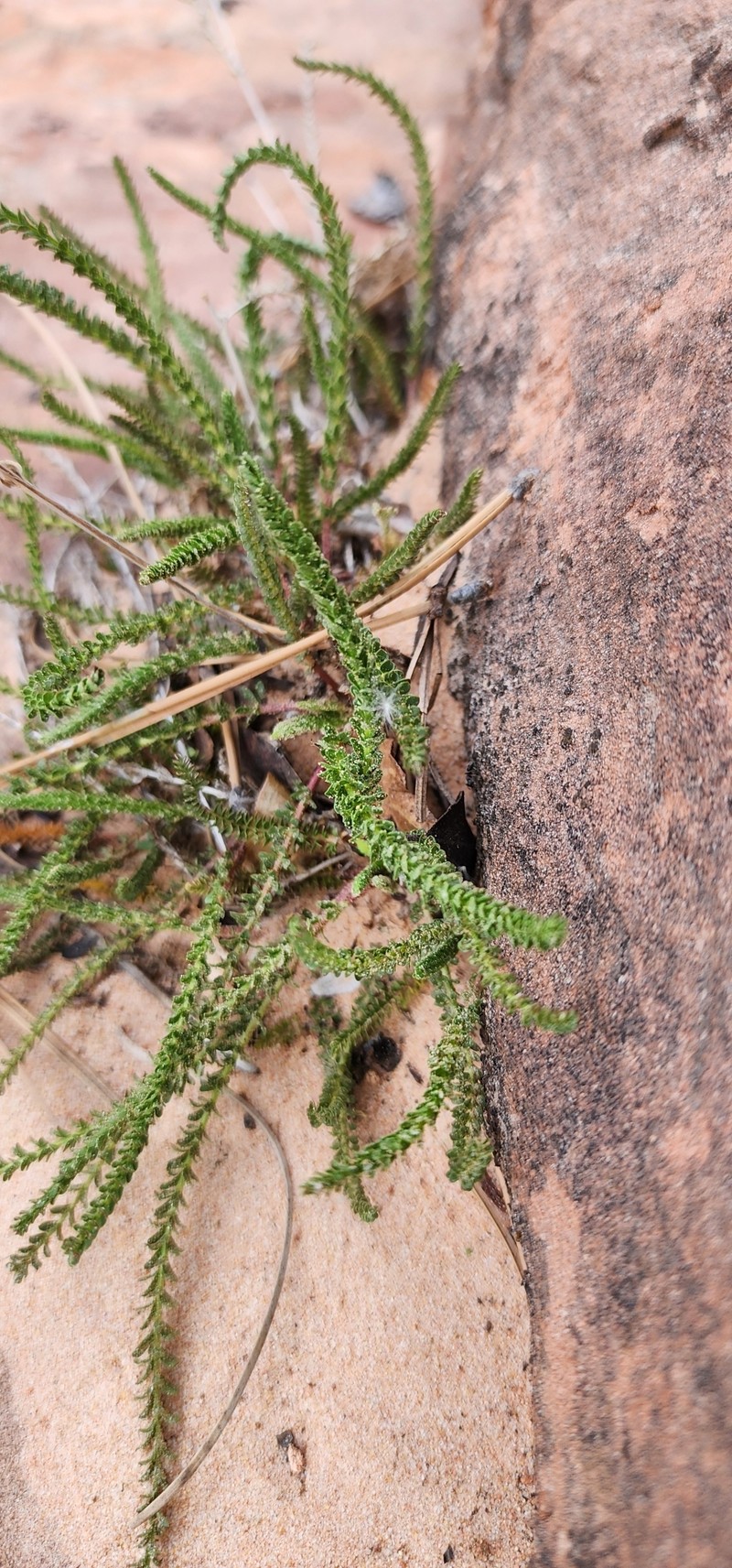 Intermountain Mousetail photo 4