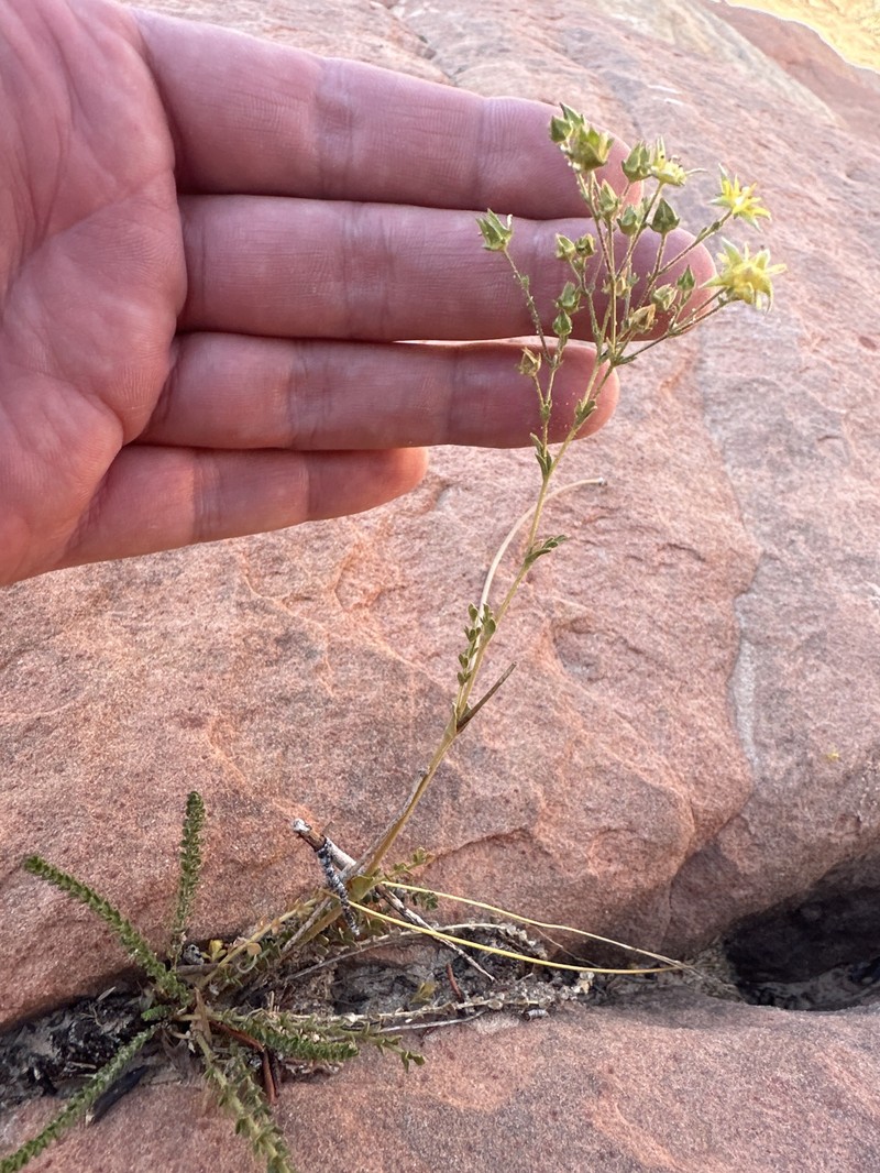 Intermountain Mousetail photo 5