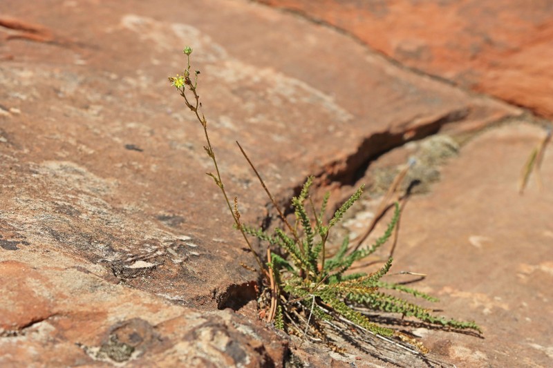 Intermountain Mousetail photo 6