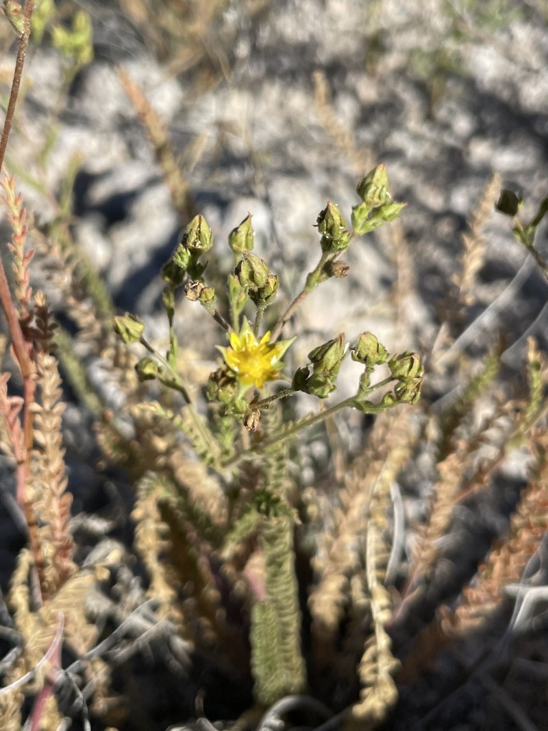 Intermountain Mousetail photo 8
