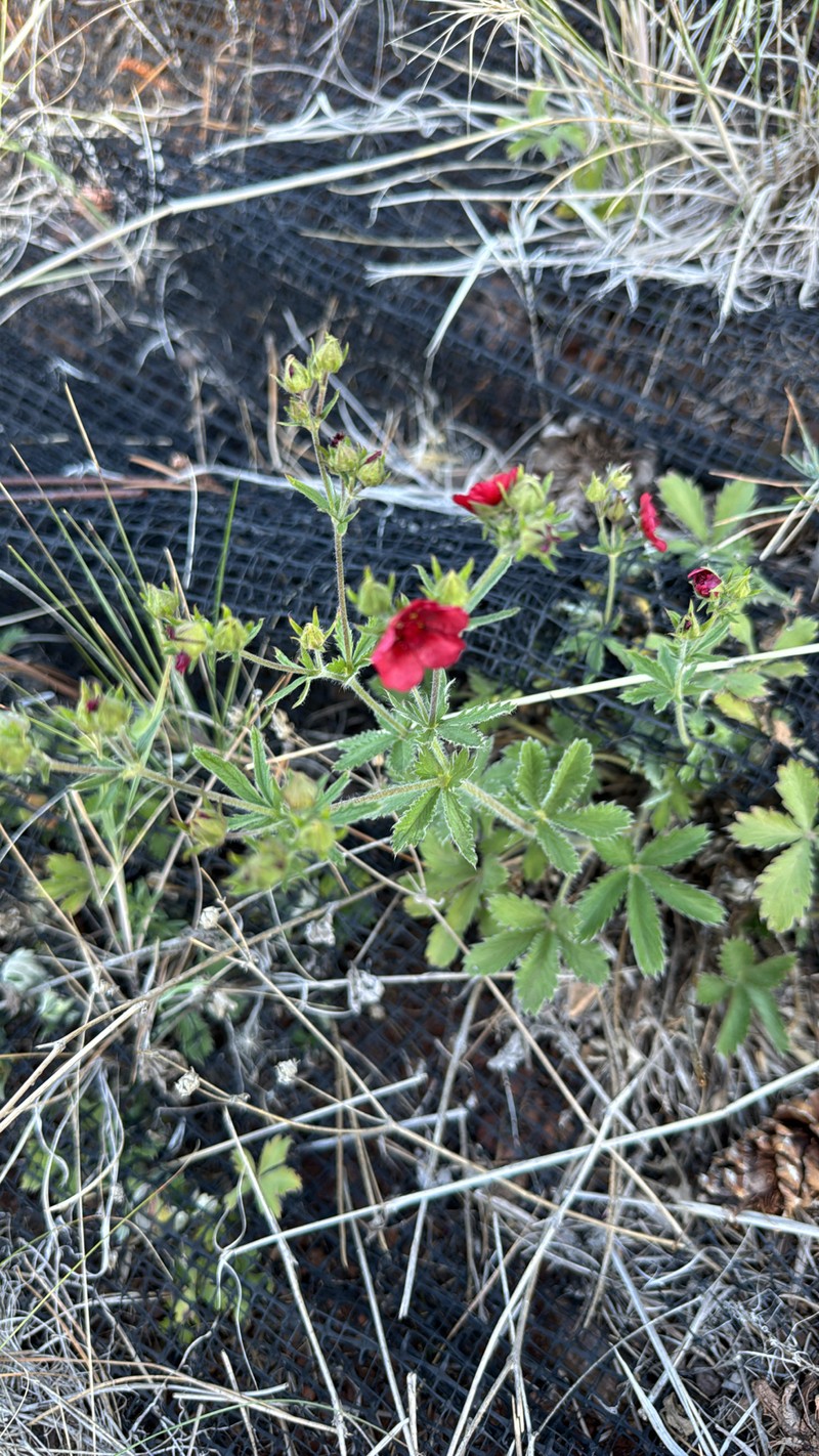 Potentilla sanguinea