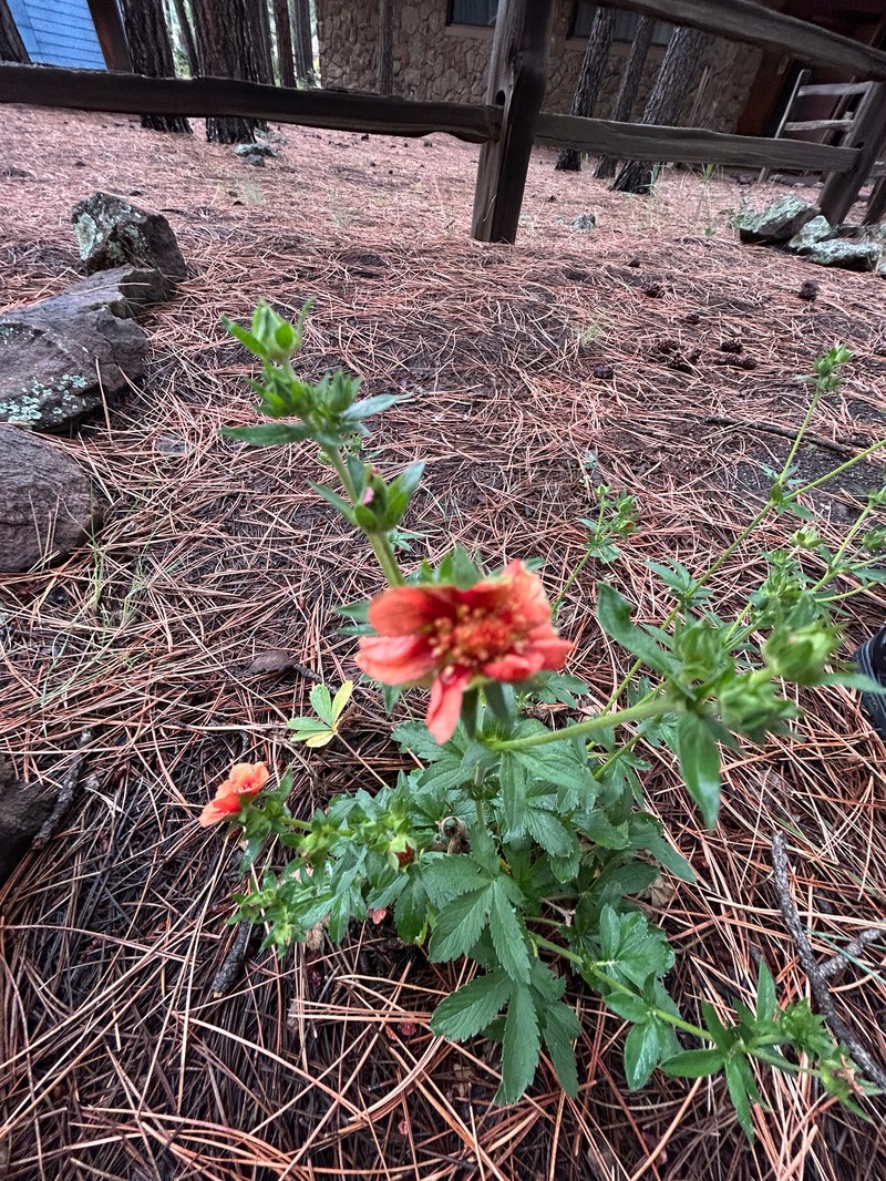 Potentilla sanguinea photo 2
