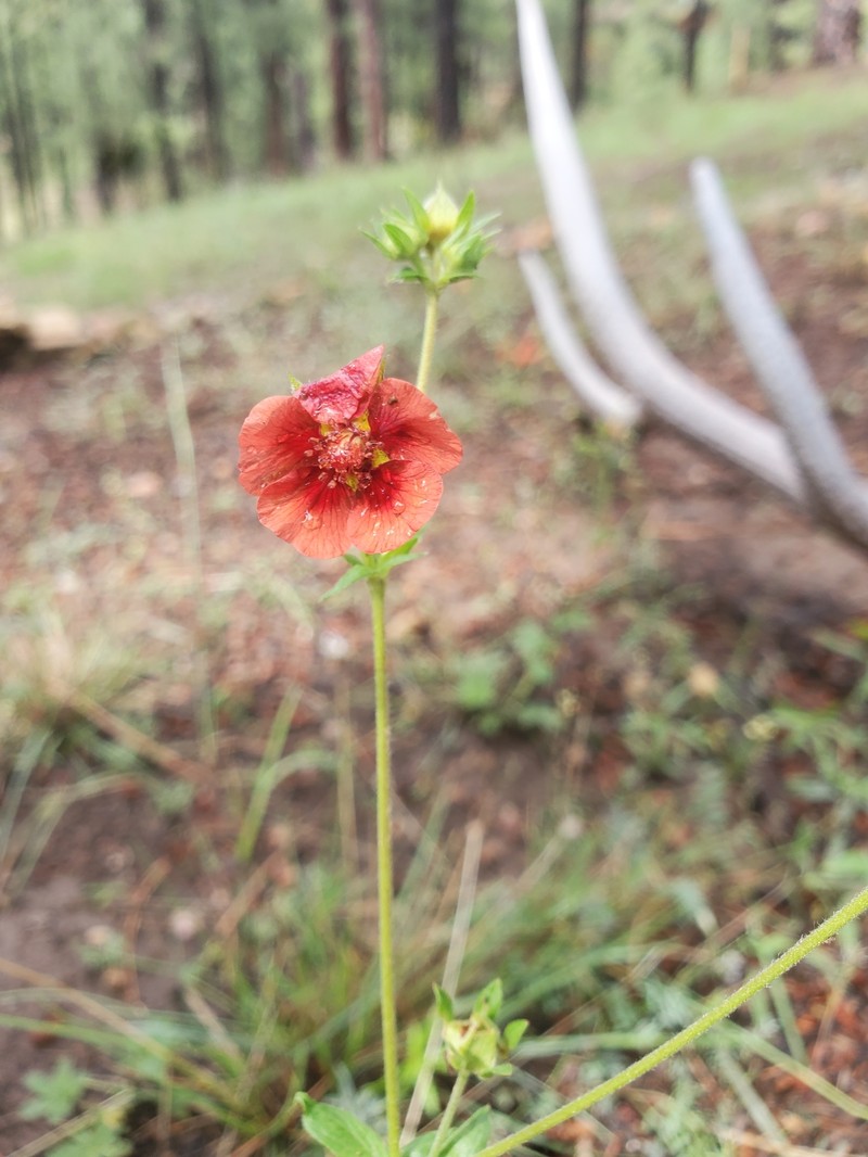 Potentilla sanguinea photo 3