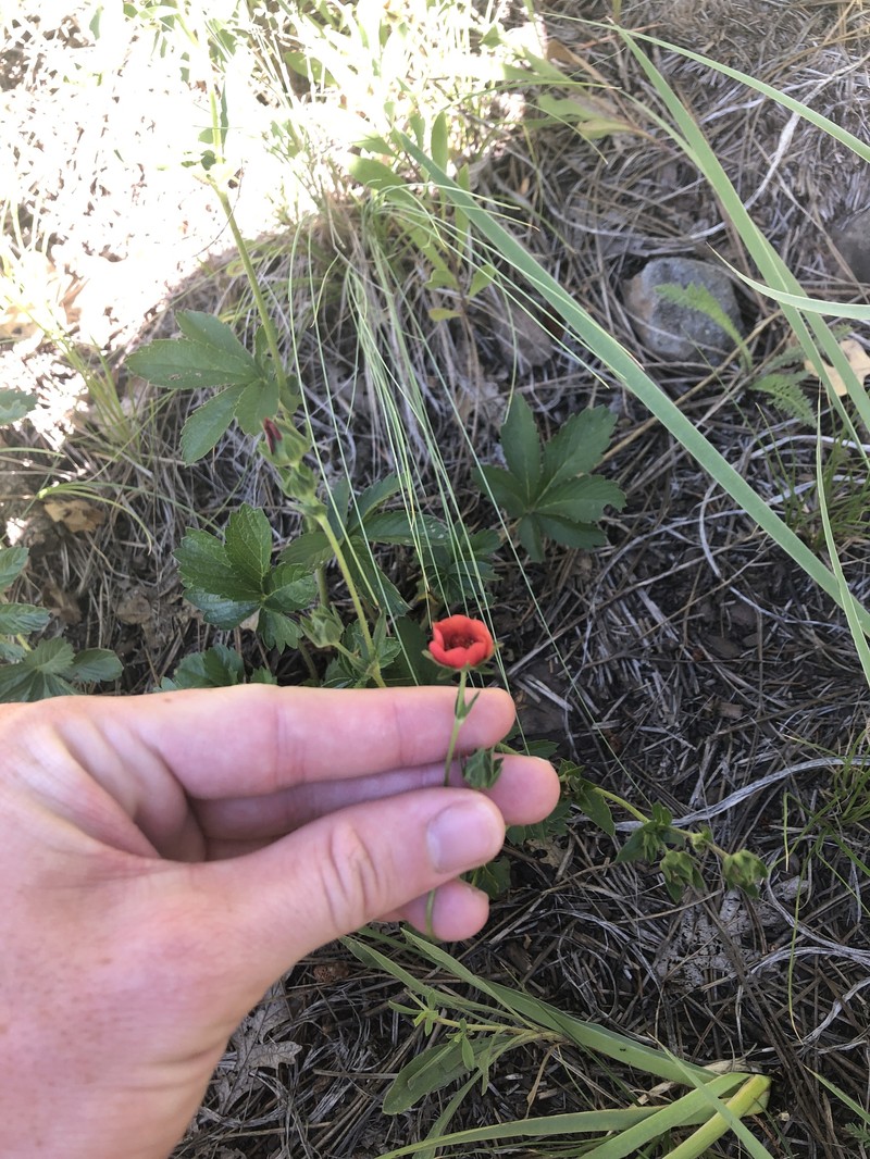 Potentilla sanguinea photo 4