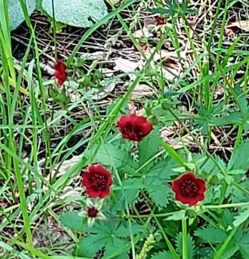 Potentilla sanguinea photo 5