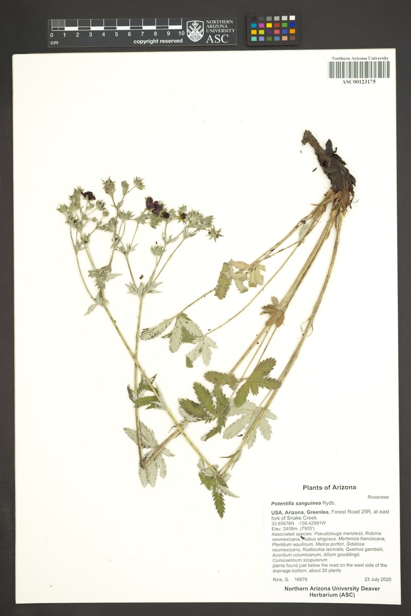Potentilla sanguinea photo 6
