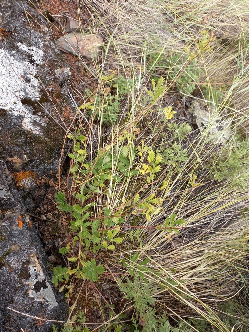 Potentilla sanguisorba photo 2