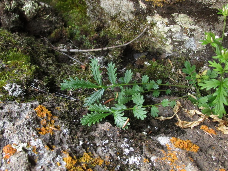 Potentilla sanguisorba photo 3