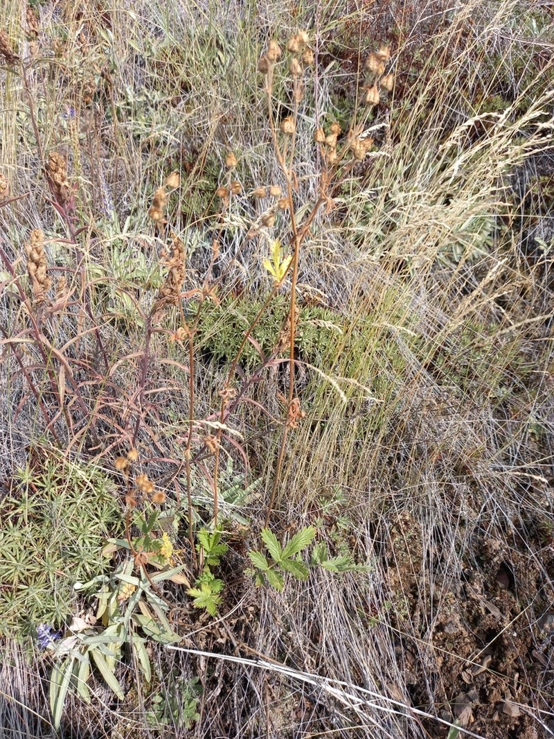Potentilla sanguisorba photo 4