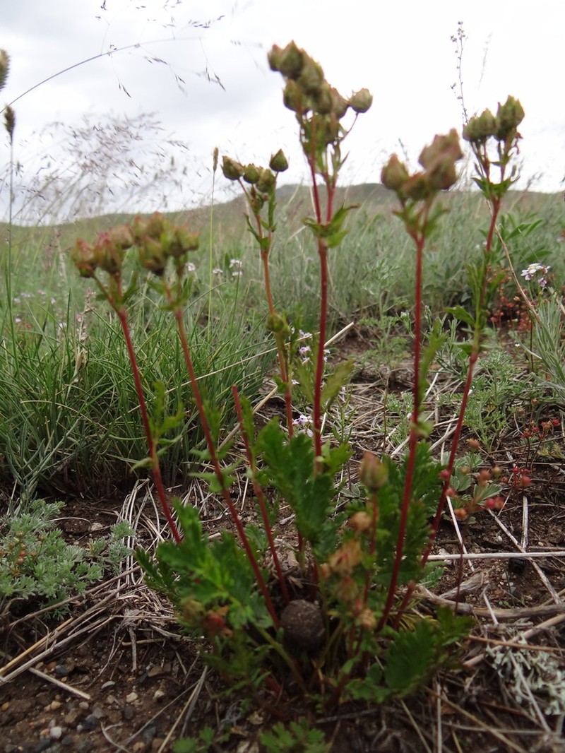 Potentilla sanguisorba photo 5