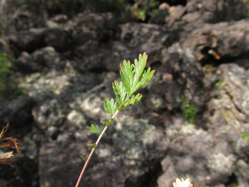 Potentilla sanguisorba photo 6