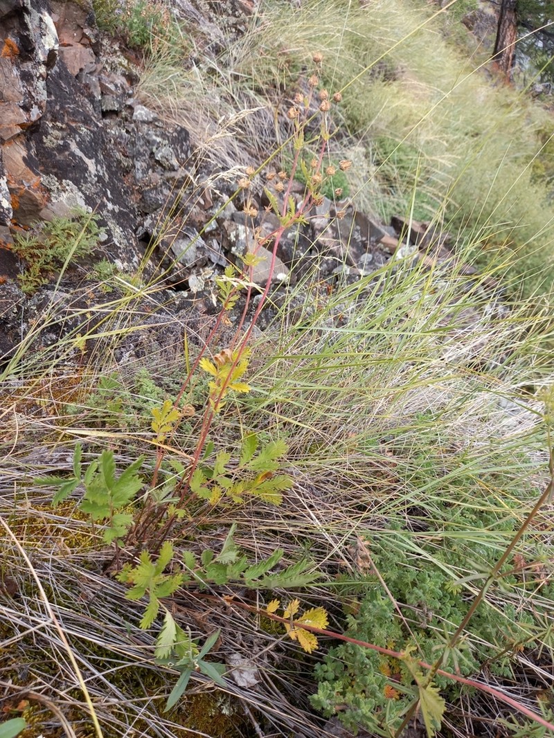 Potentilla sanguisorba photo 8