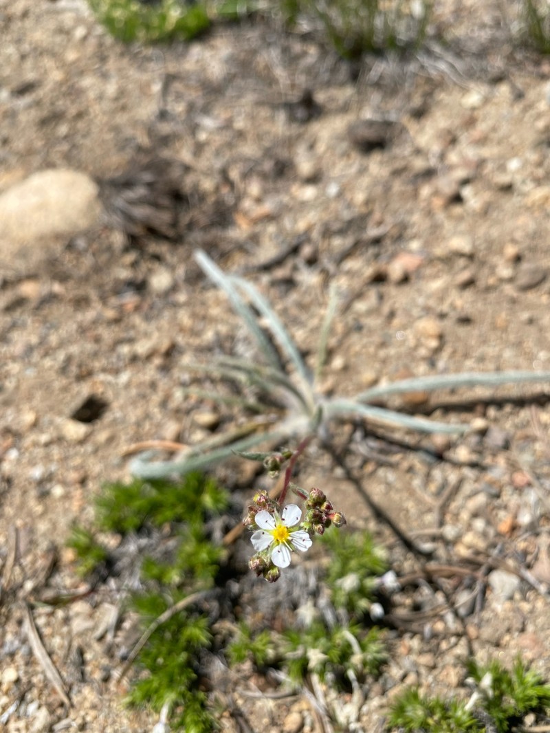 Sierra Mousetail