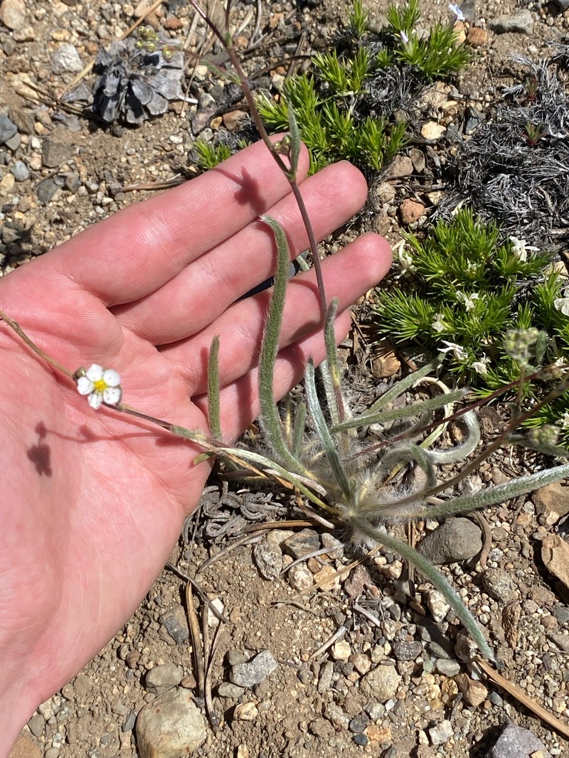 Sierra Mousetail photo 2