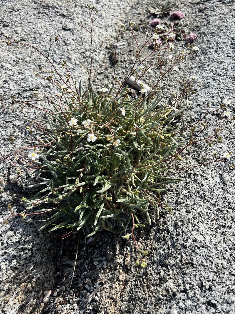 Sierra Mousetail photo 3