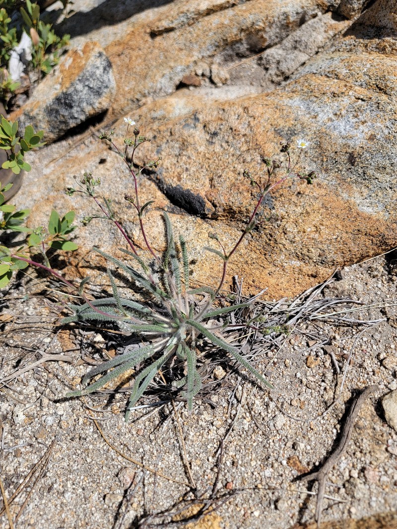 Sierra Mousetail photo 4
