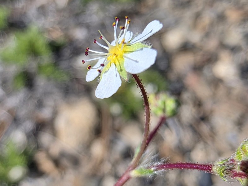 Sierra Mousetail photo 5